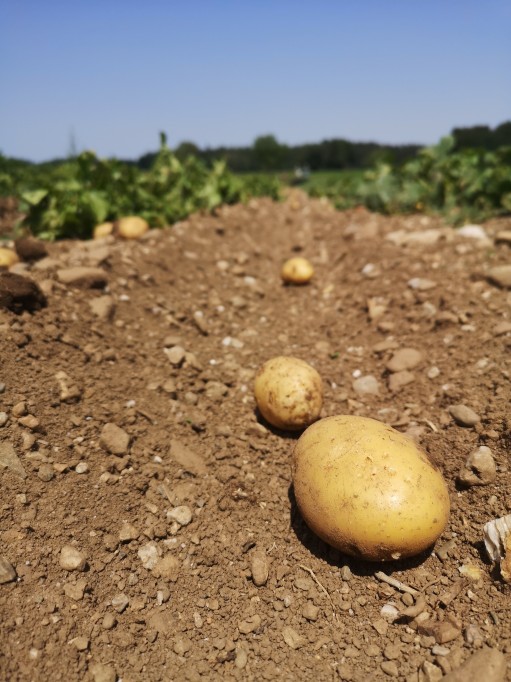 Bio-Frühkartoffeln, Bio-Kartoffeln