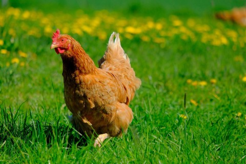 Die Chiemgauer Hühner: Darauf kommt es in der Geflügelwirtschaft an