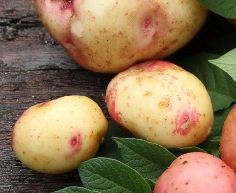 Kartoffeln richtig aufbewahren